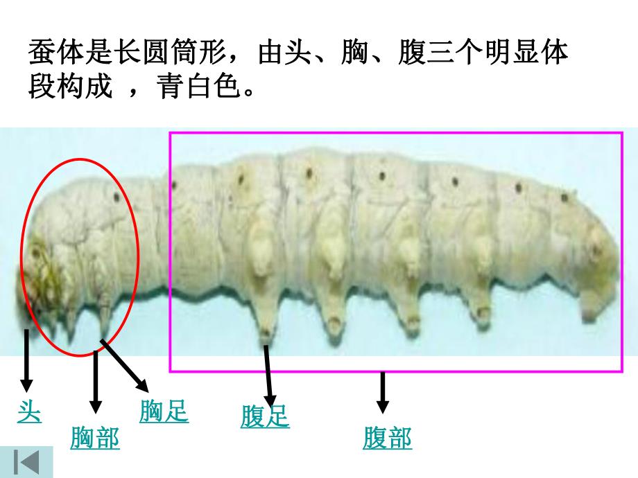 蚕的生长变化.ppt_第3页