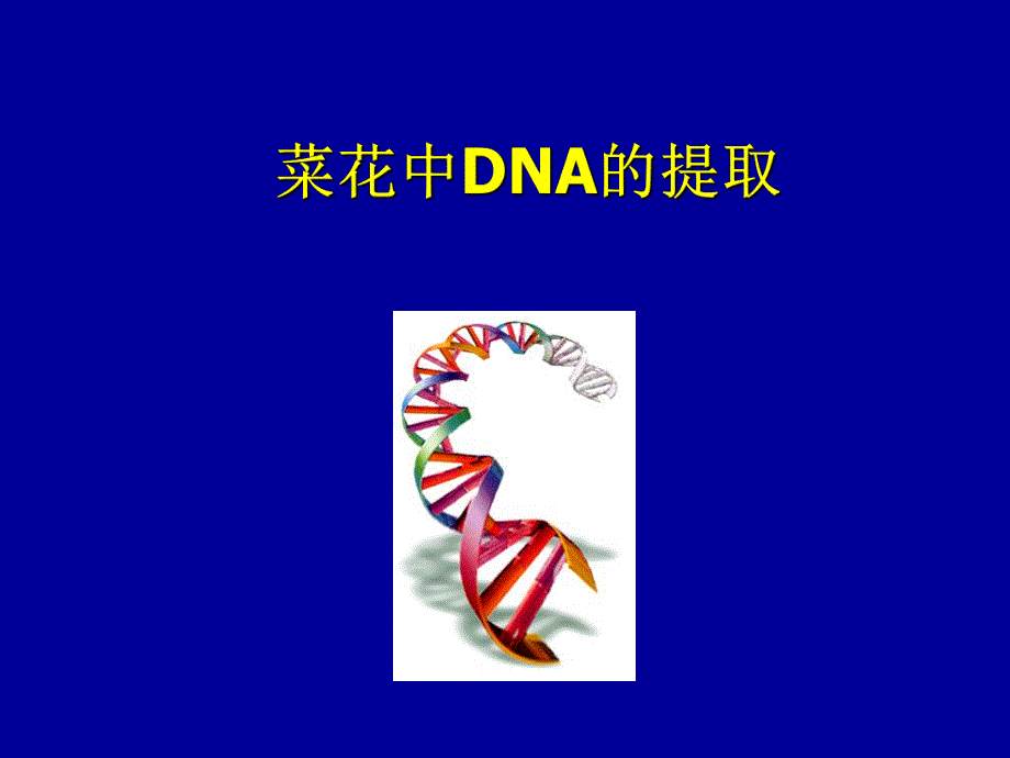 菜花DNA的提取.ppt_第1页