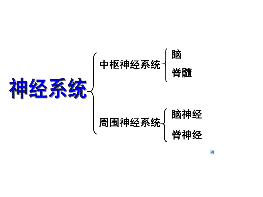 通过神经系统调节.ppt_第3页