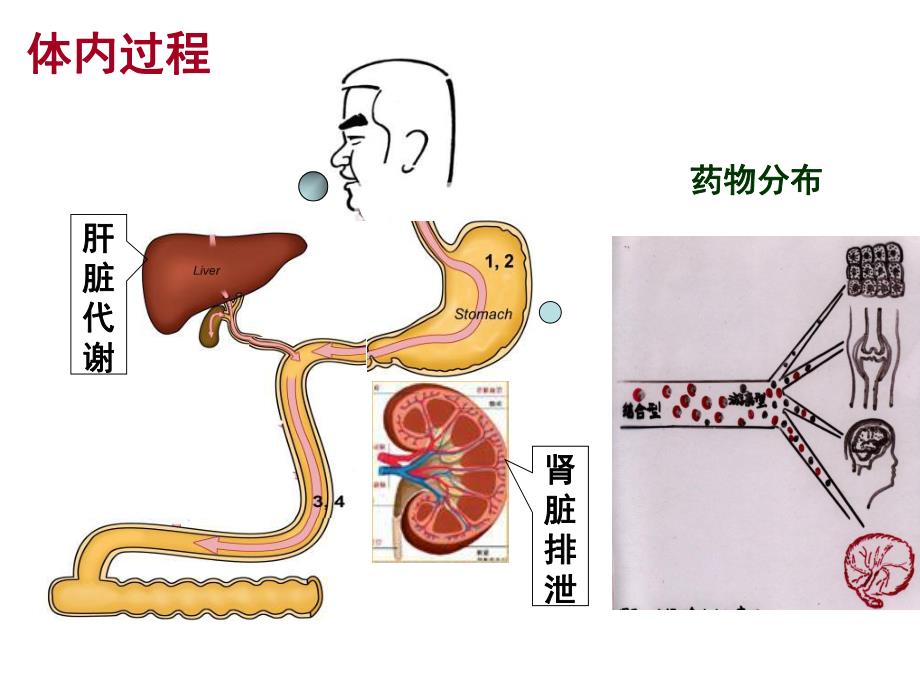 酚黄肽半衰期与分布容积的测定.ppt_第3页