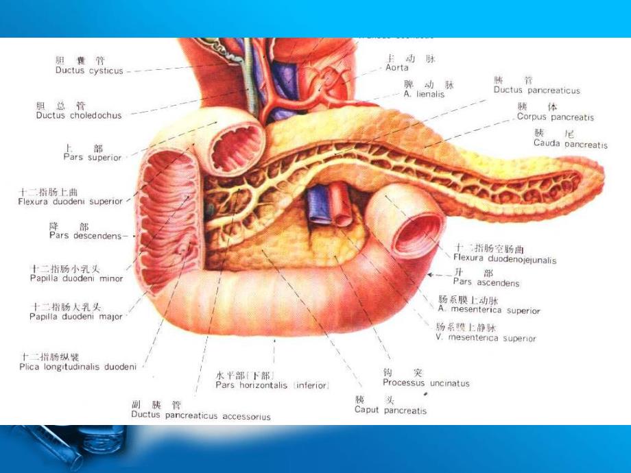 重症胰腺炎的诊断和治疗.ppt_第3页