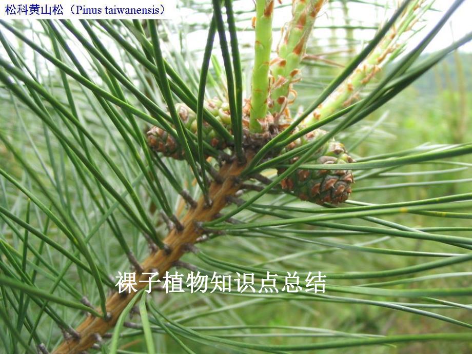 裸子植物总结.ppt_第1页