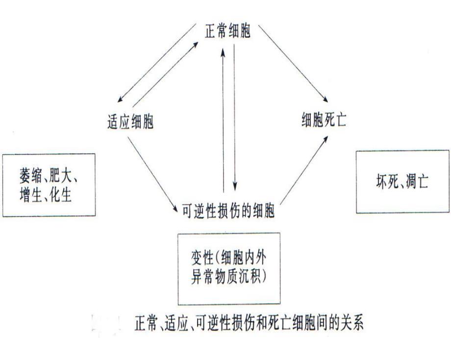 适应损伤和修复.ppt_第3页