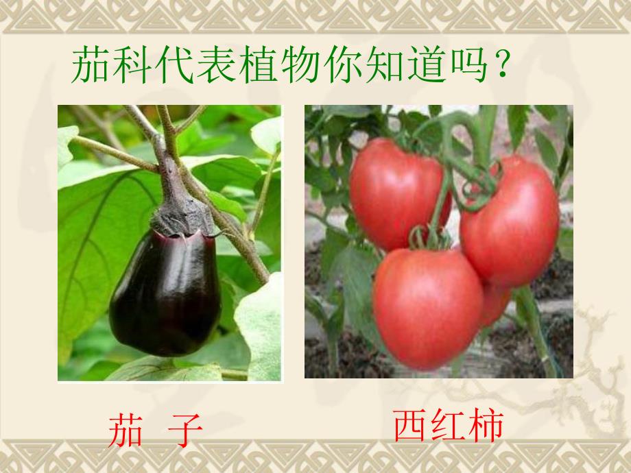 茄科药用植物学课件洋金花天仙子宁夏枸杞.ppt_第3页