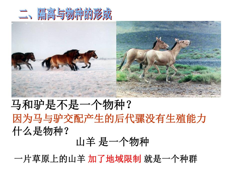 隔离与物种形成共同进化.ppt_第2页