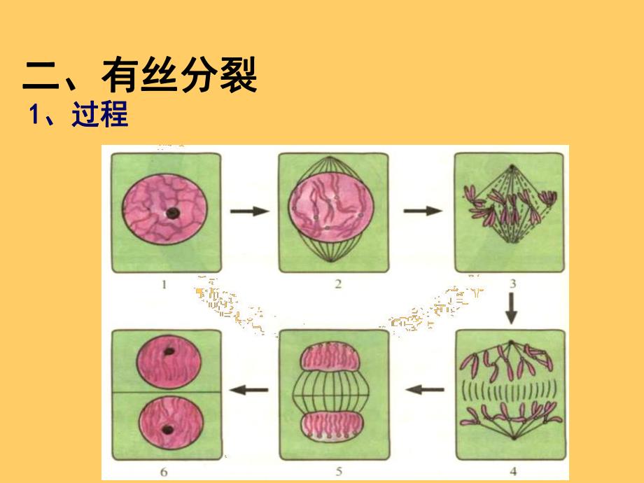 题细胞分裂有丝分裂和减数分裂专题.ppt_第3页