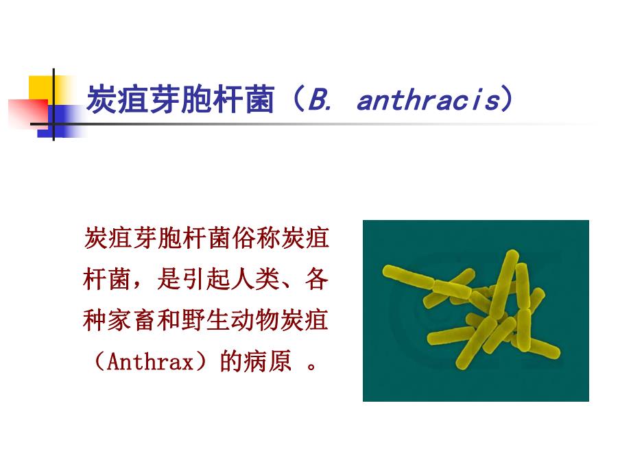 革兰氏阳性产芽孢杆菌.ppt_第3页