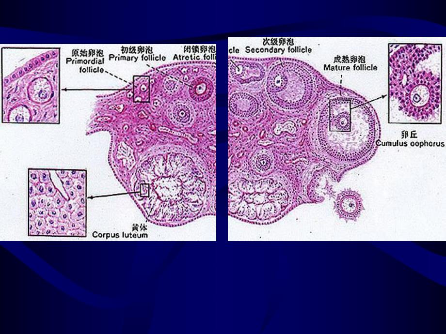 雌性生殖器官.ppt_第3页