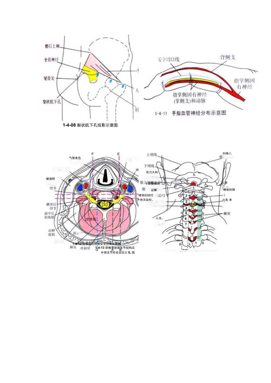 针刀医学《针刀解剖示意图》.docx_第2页