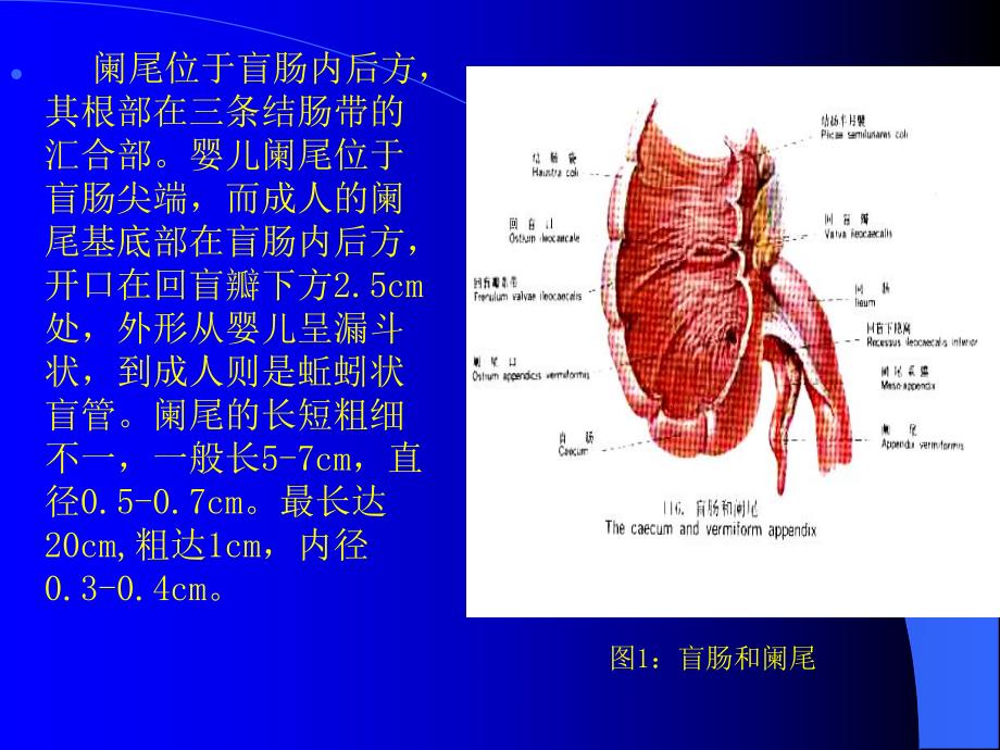 阑尾炎的诊断与手术.ppt_第3页