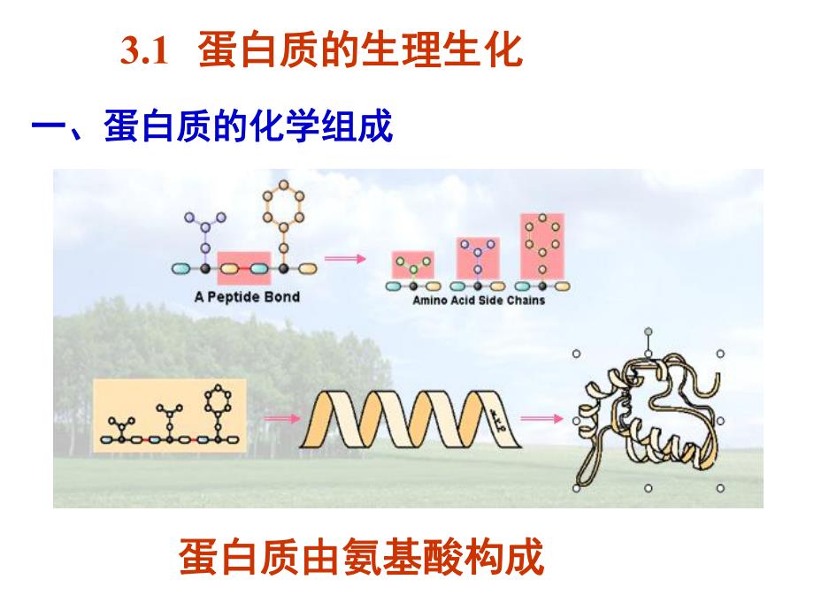 食物中的蛋白质介绍.ppt_第3页