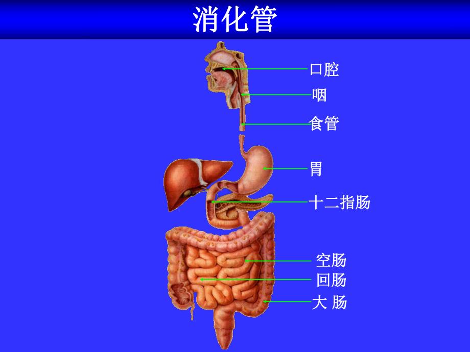 食物的消化1.ppt_第2页