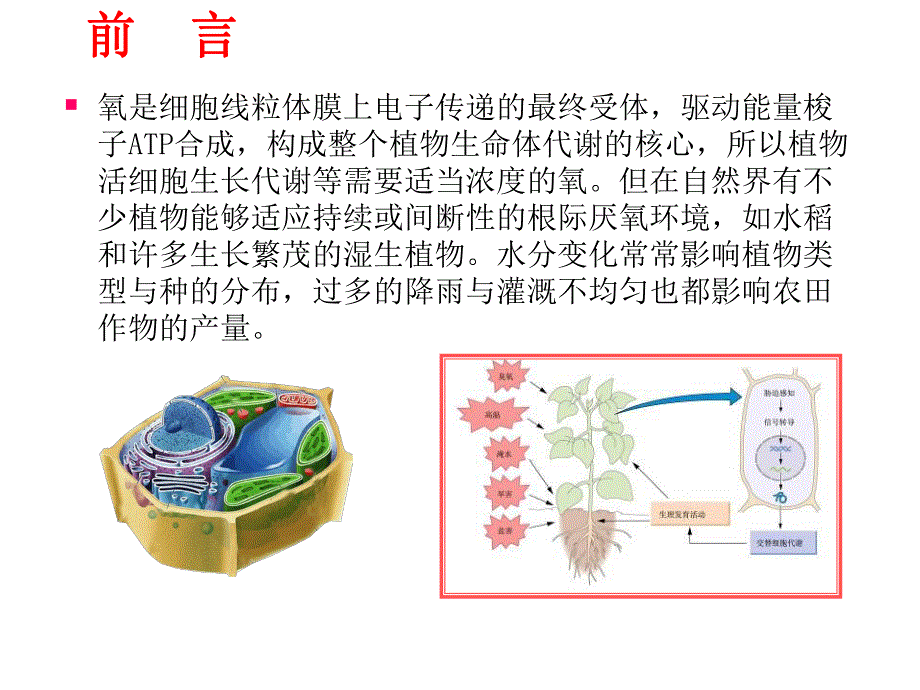 高等植物厌氧适应的生理及分子机制.ppt_第2页