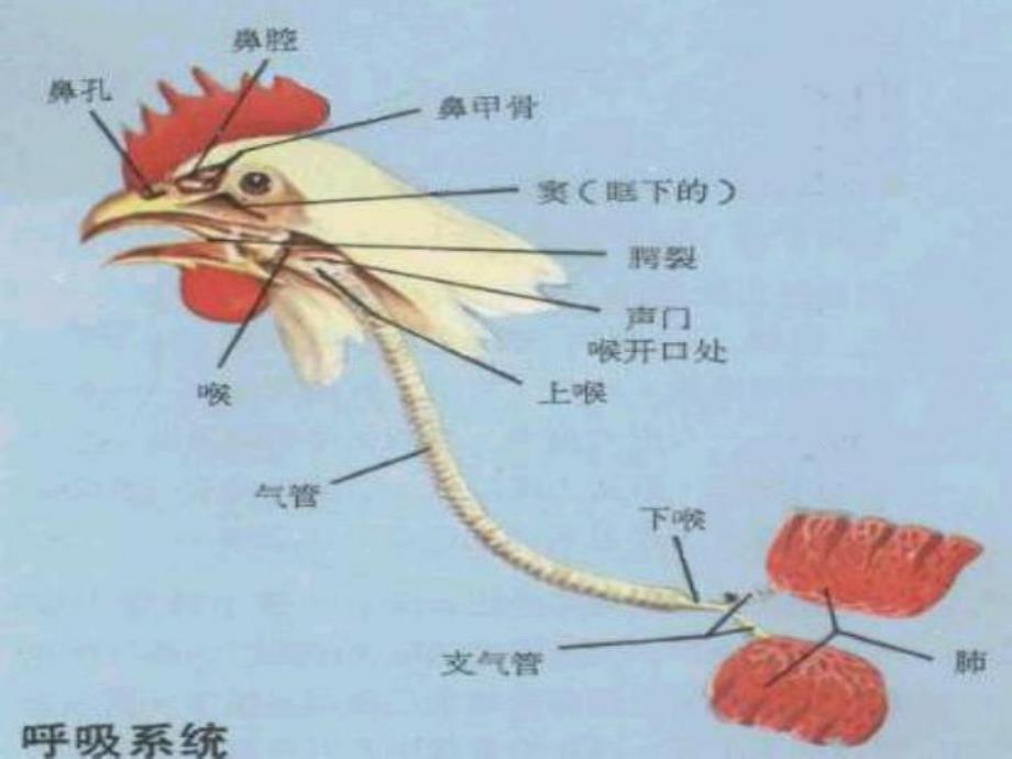 鸡解剖图及各器官常见病分析.ppt_第2页