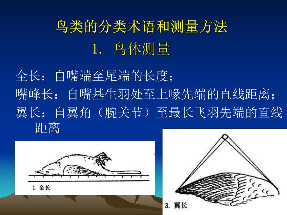 鸟类分类二.ppt_第2页