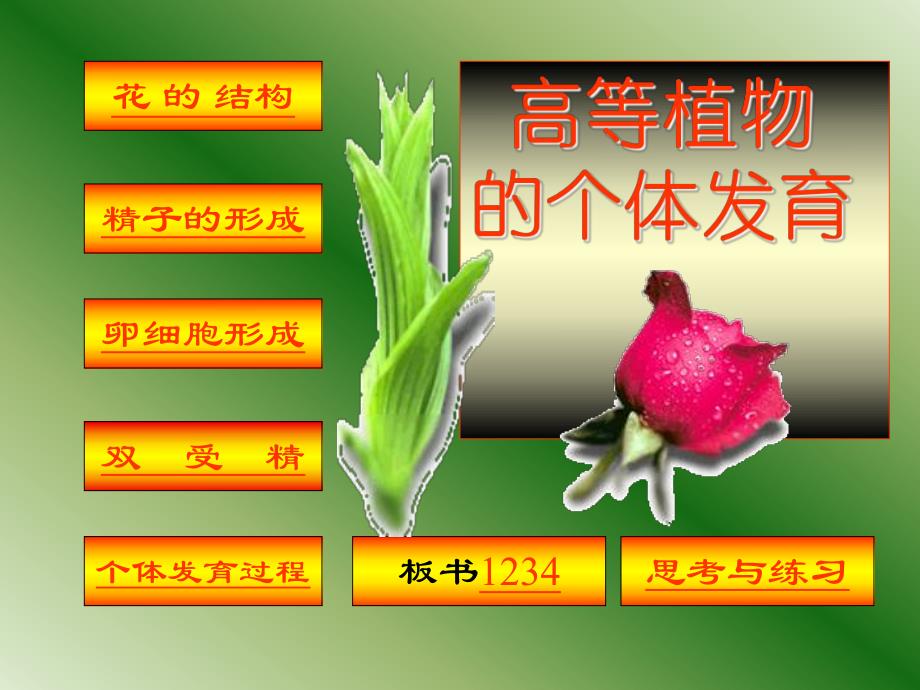 高等植物的个体发育.ppt_第2页