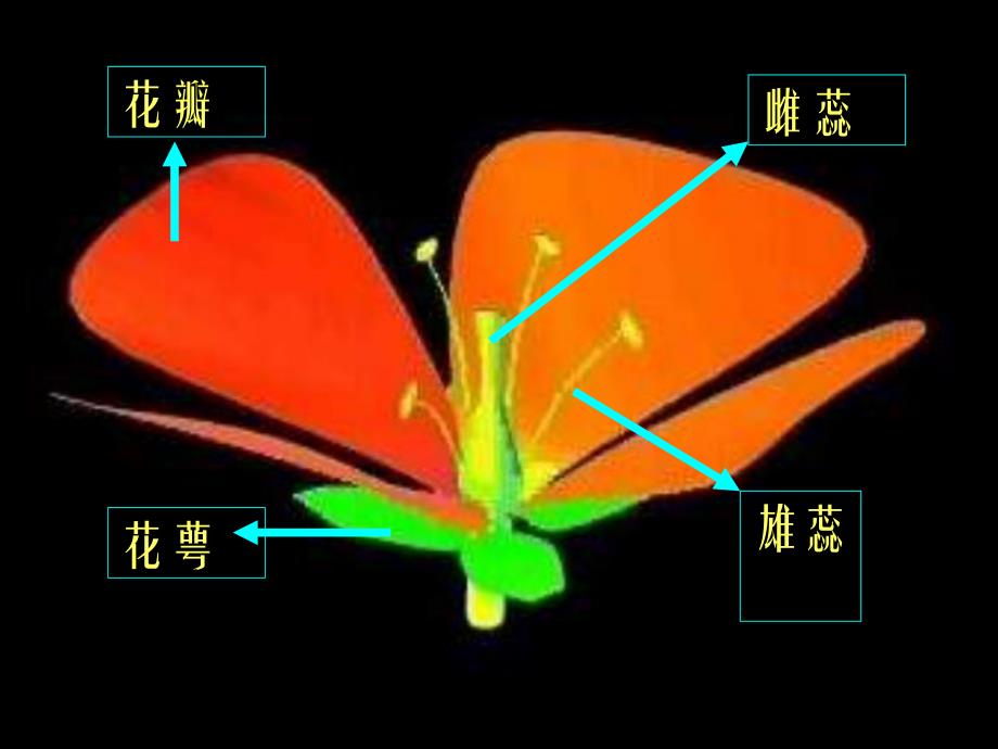 高等植物的个体发育.ppt_第3页