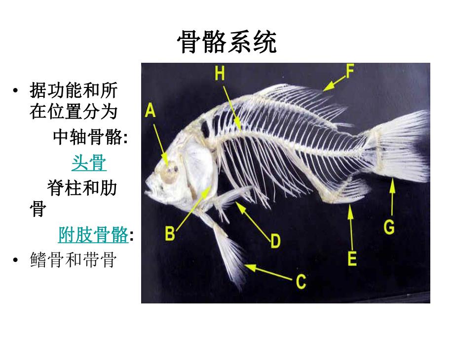 鲤鱼的观察内容.ppt_第3页