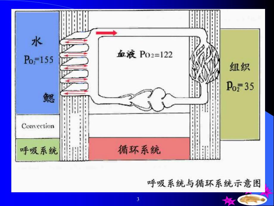 鱼类学循环系统.ppt_第3页