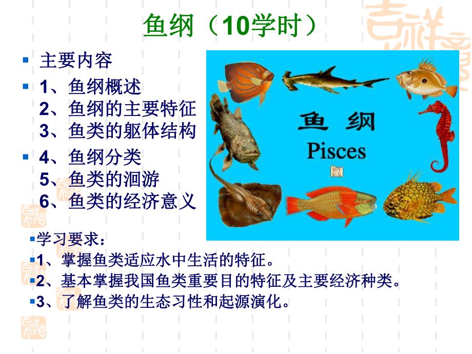 鱼纲形态特征.ppt_第1页