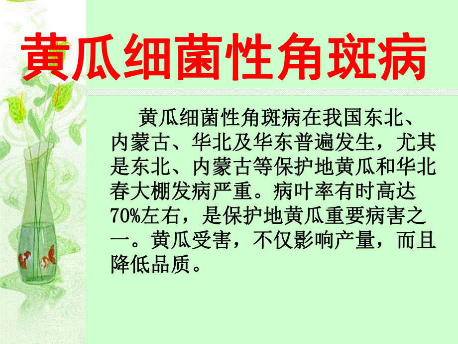 黄瓜细菌性角斑病.ppt_第1页