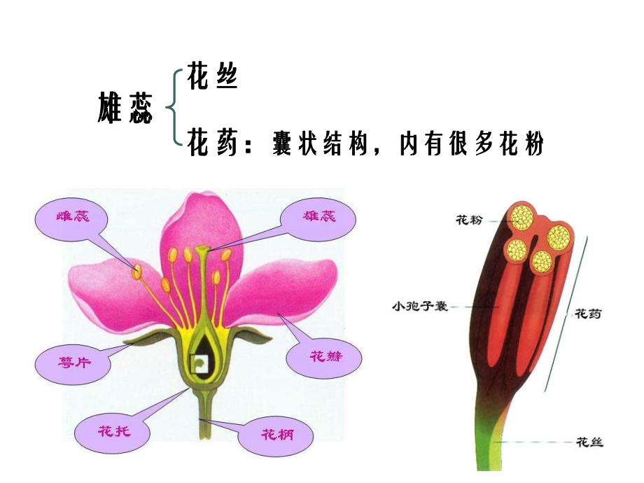 3.2月季的花药培养课件肖婷.ppt_第1页