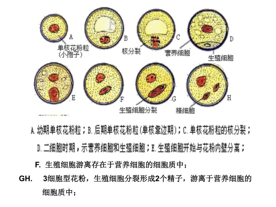 3.2月季的花药培养课件肖婷.ppt_第3页