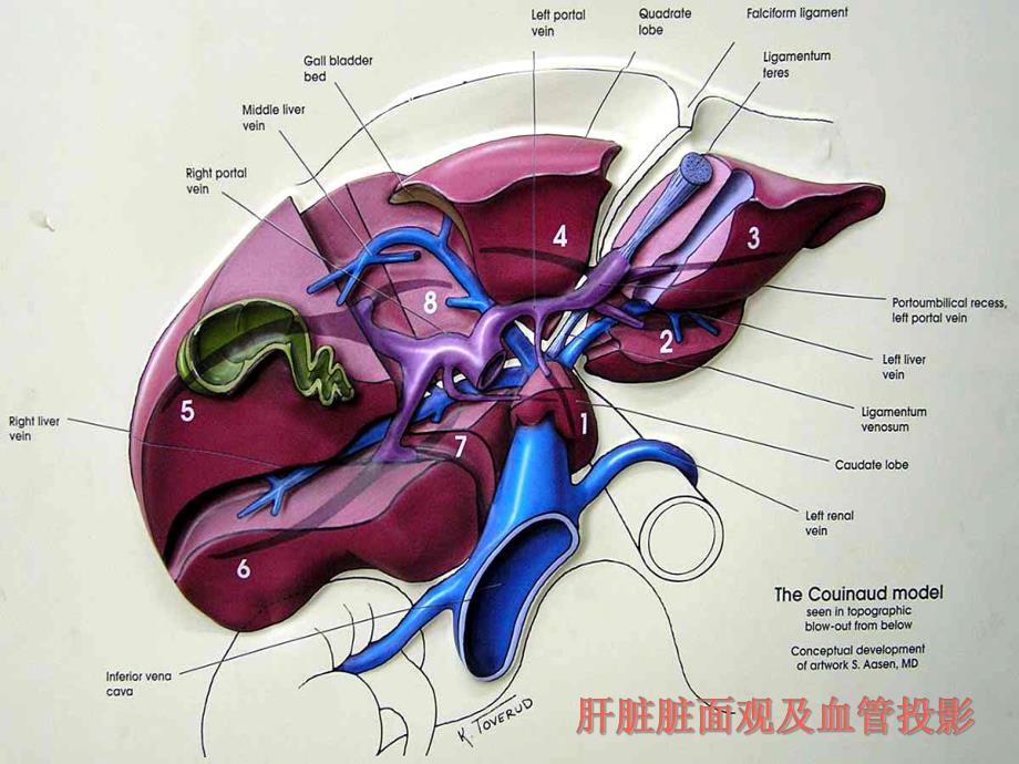 肝脏8段分法的影像学.ppt_第3页