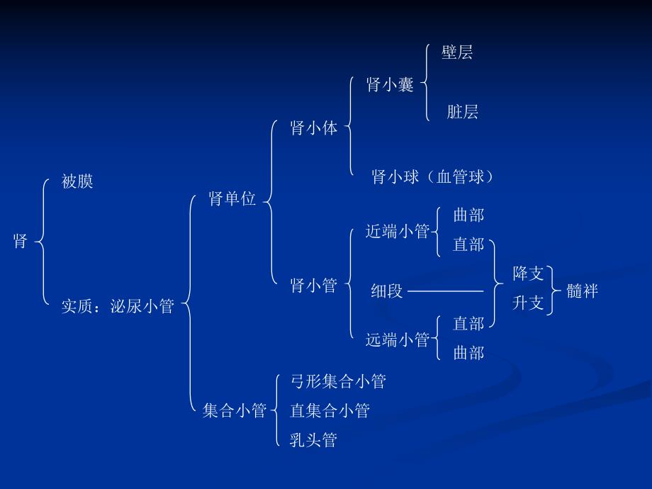 肾的组织结构.ppt_第1页