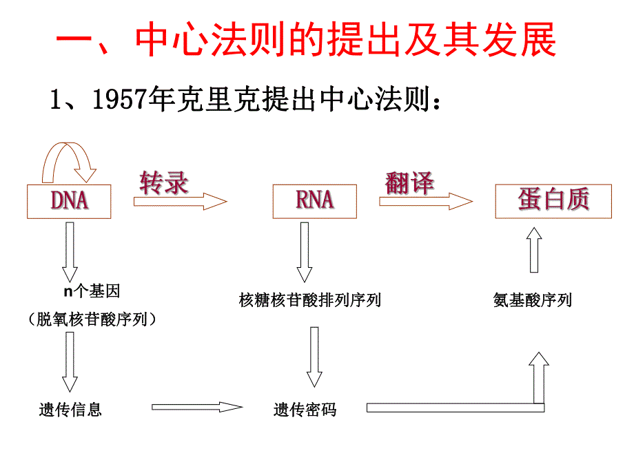 4.2基因对性状的控制课件晏迎.ppt_第3页