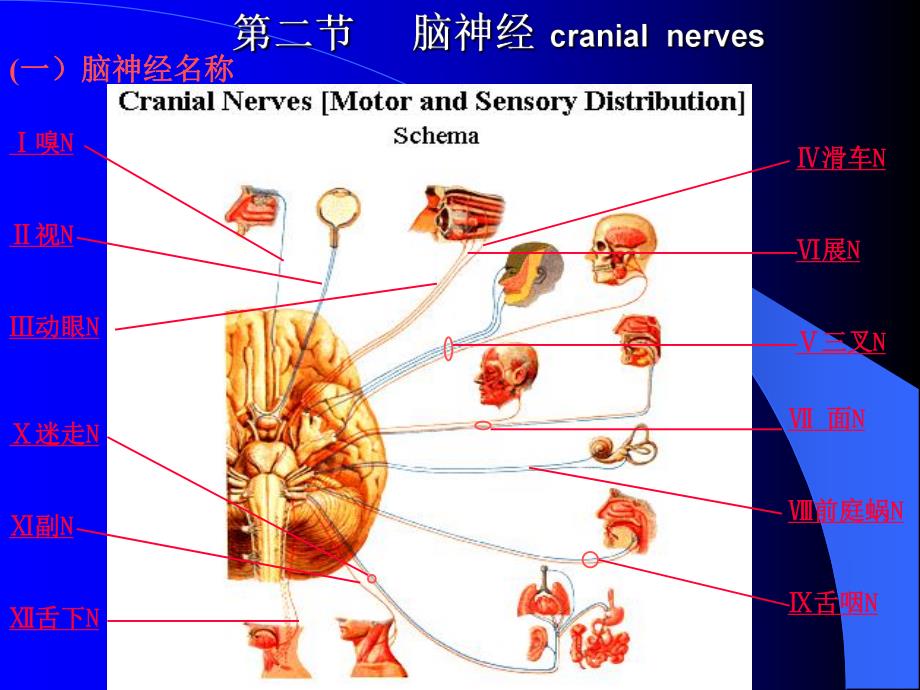 脑神经修改稿.ppt_第1页