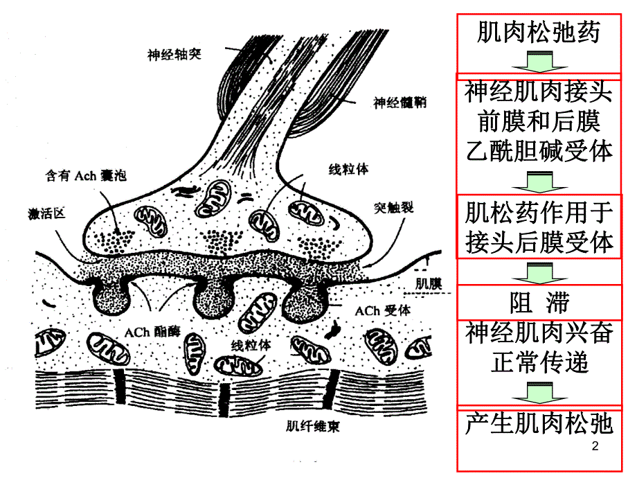 肌松药专家共识.ppt_第2页