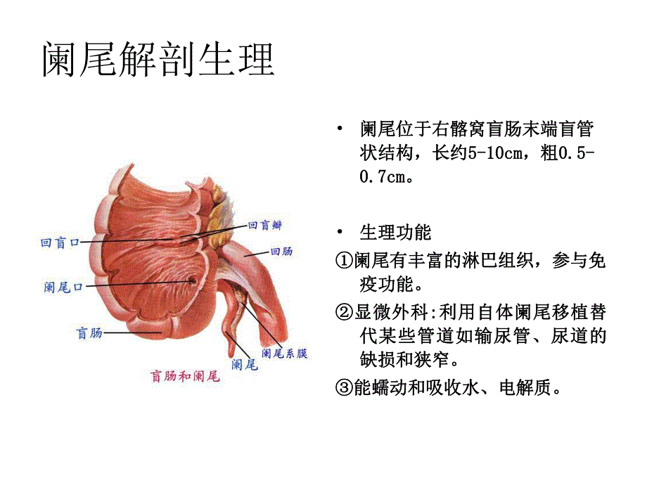 第三节急性阑尾炎病人的护理.ppt_第2页