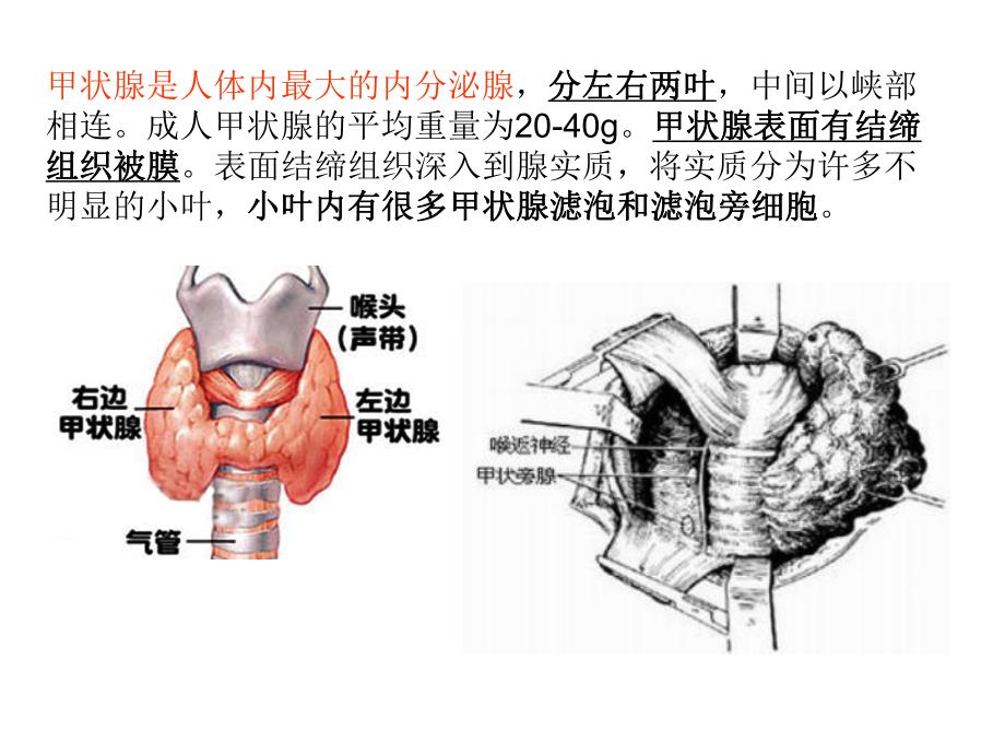 甲状腺激素的合成拓展用.ppt_第2页