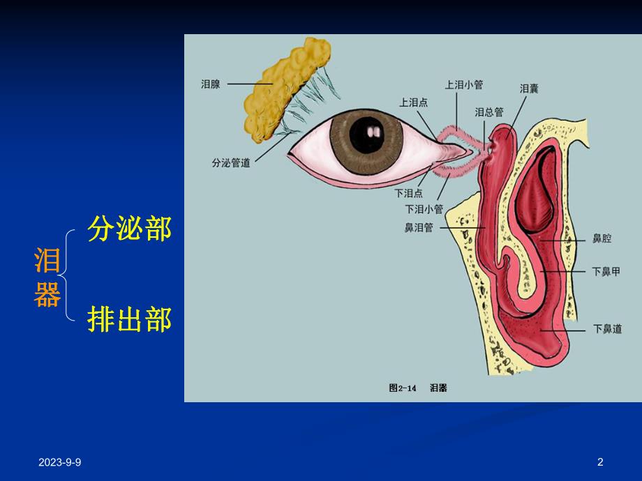 第五章泪器病.ppt_第2页