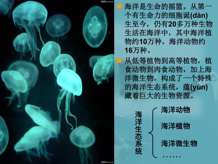 神奇的海底世界ppt课件.ppt_第3页