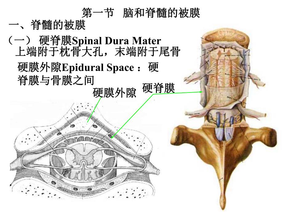 脑膜脑血管解剖图.ppt_第2页