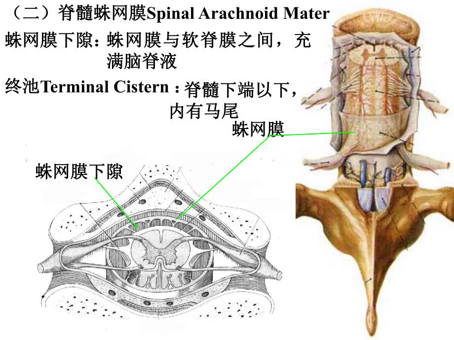 脑膜脑血管解剖图.ppt_第3页