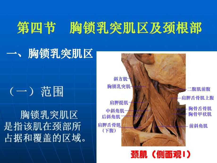 胸锁乳突肌区及颈根部.ppt_第1页