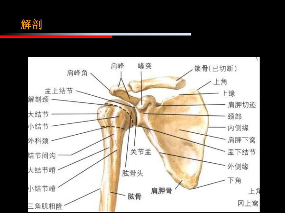 肩周炎肩关节周围炎的治疗与康复.ppt_第3页