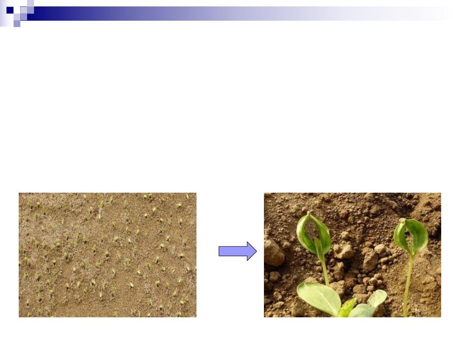 育苗基质功能及介绍.ppt_第3页