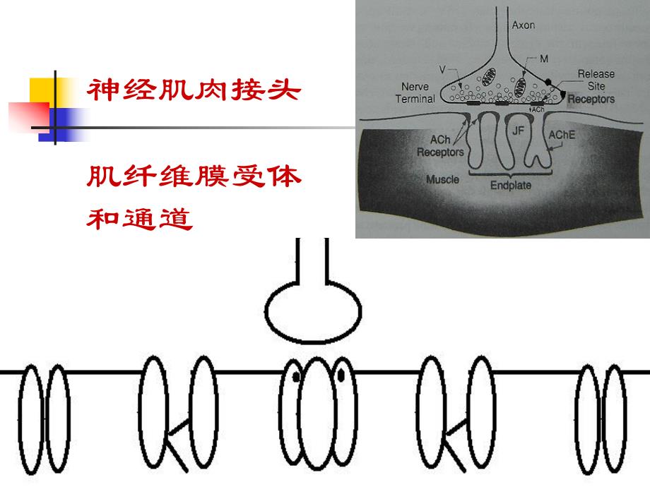 肌松药机制和应用0708.ppt_第2页