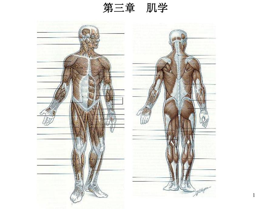 肌学med126com.ppt_第1页