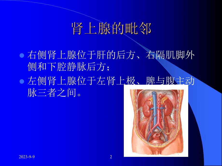 肾上腺ppt课件.ppt_第2页