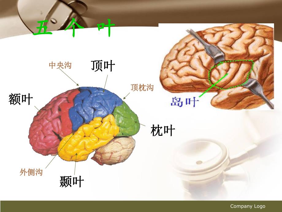 脑实质CT断层解剖.ppt_第3页