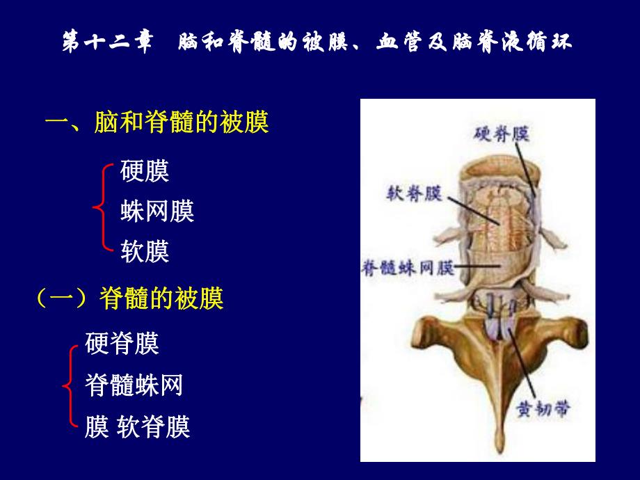 脑脊髓血管被膜脑脊液1.ppt_第2页