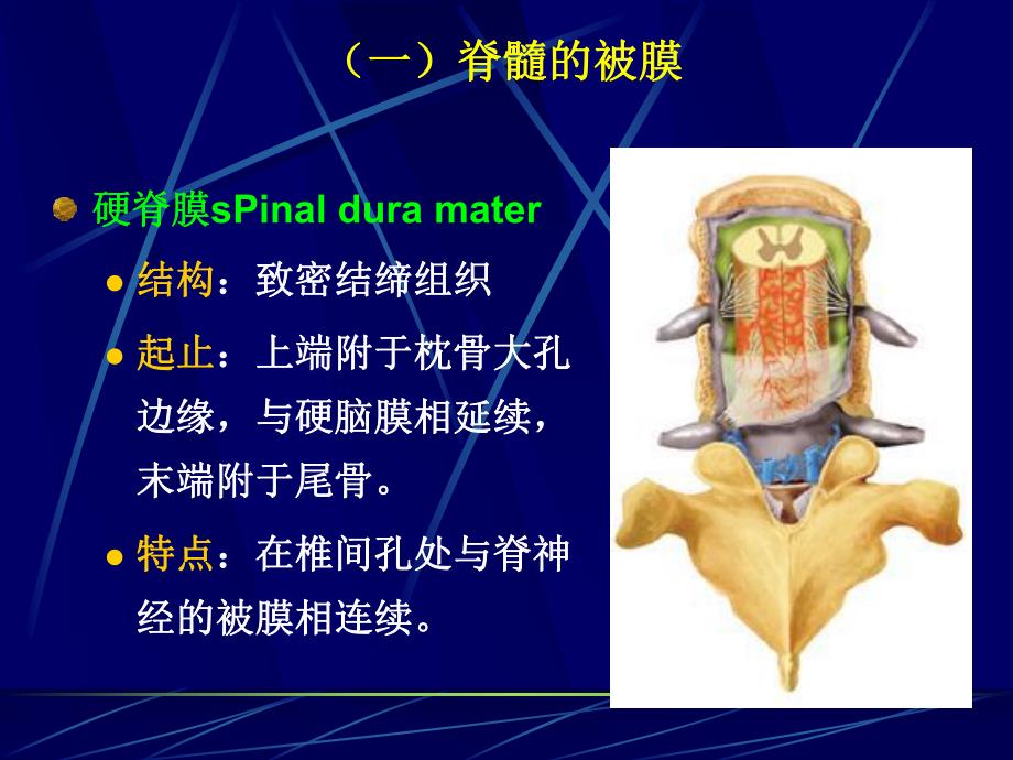 脑脊髓血管被膜脑脊液1.ppt_第3页