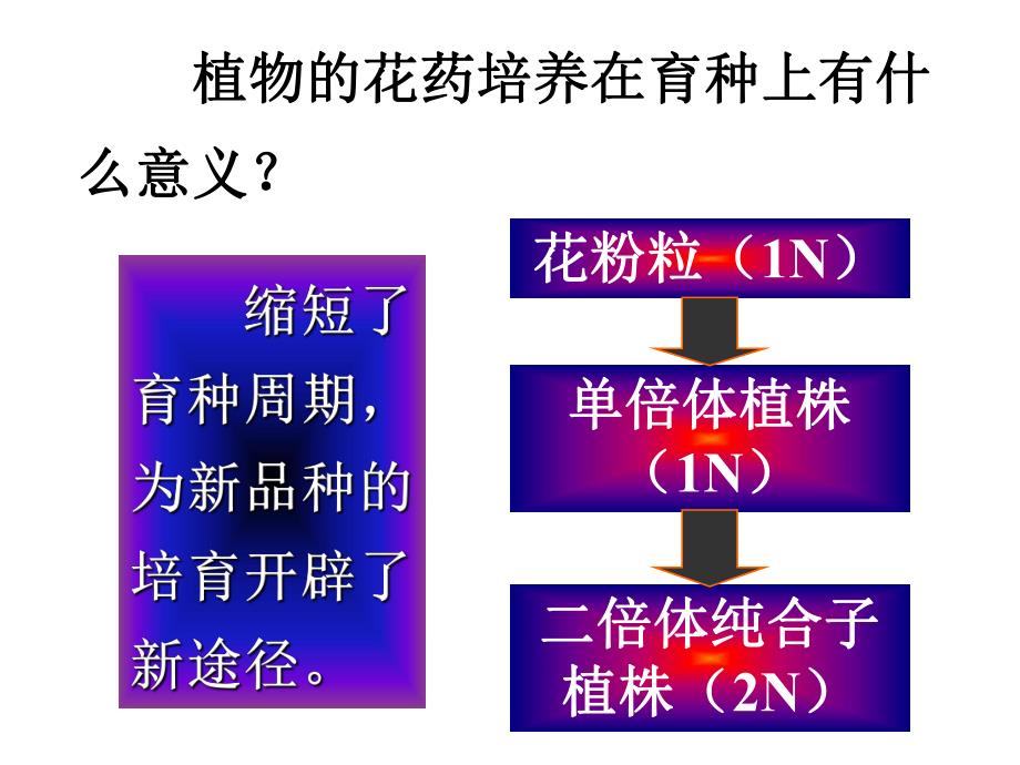 3.2月季的花药培养课件辛越权.ppt_第1页