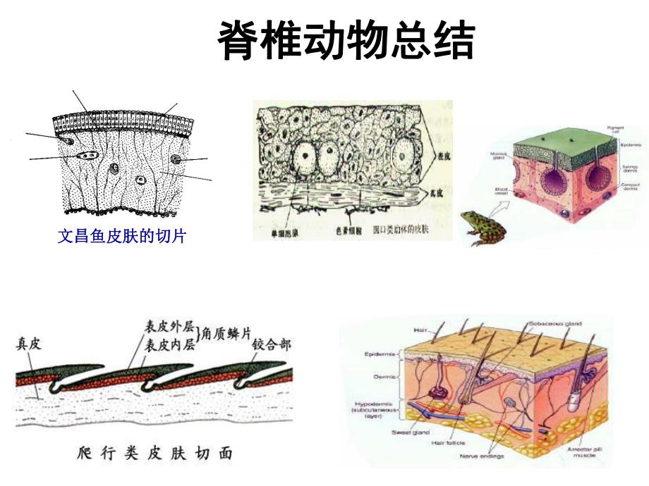 脊椎动物总结.ppt_第1页