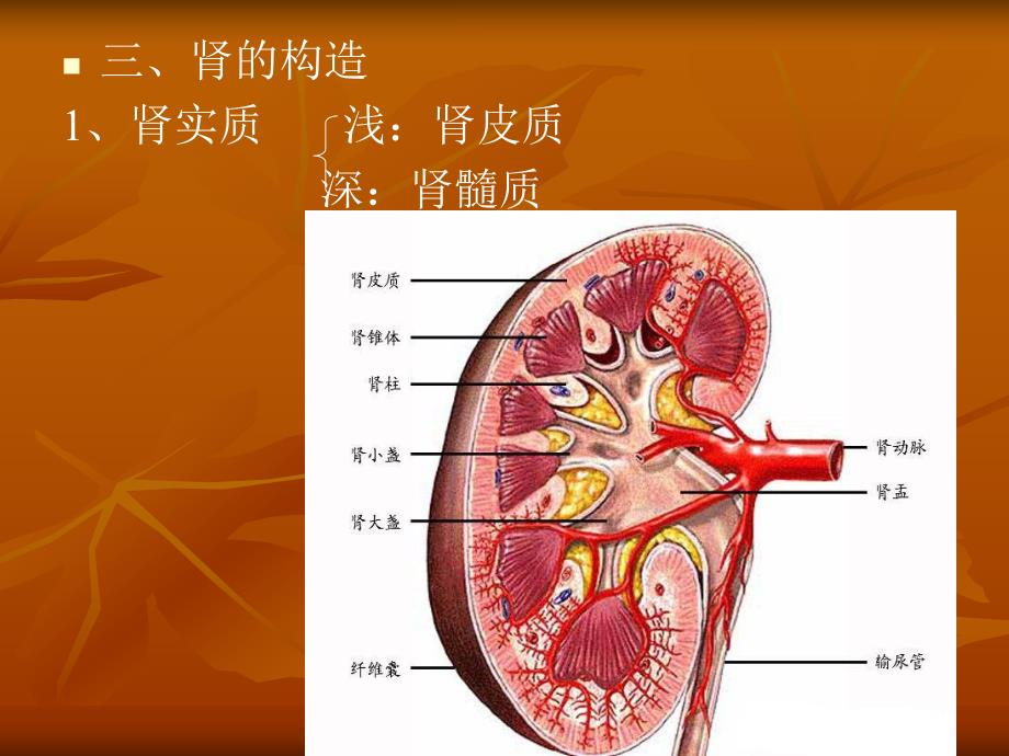 肾的微细结构.ppt_第2页